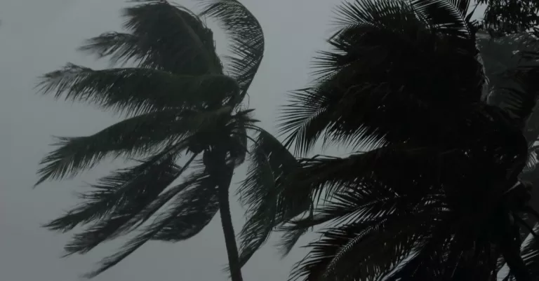 palm trees in hurricane