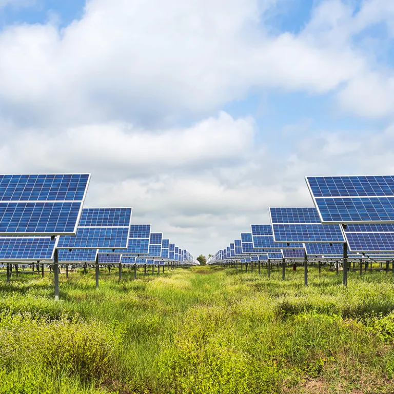 Solar panels in rows in a grassy field