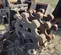 2020 Americ DC-24BWP Compaction Attachment