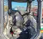 2019 Bobcat S450 Track Loader
