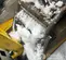 2022 Wacker Neuson DPU6555He Vibratory Plate Compactor