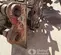 2019 FURUKAWA CW24III Compaction Attachment